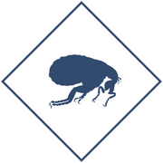 Уничтожение блох в Уфе и Республике Башкортостан