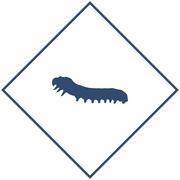 Уничтожение гусениц в Уфе и Республике Башкортостан