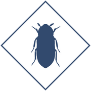 Уничтожение кожееда в Уфе и Республике Башкортостан