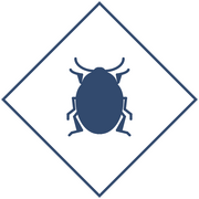 Уничтожение колорадских жуков в Уфе и Республике Башкортостан