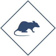 Уничтожение крыс в Уфе и Республике Башкортостан