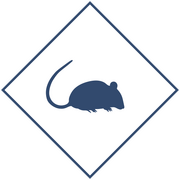 Уничтожение мышей в Уфе и Республике Башкортостан