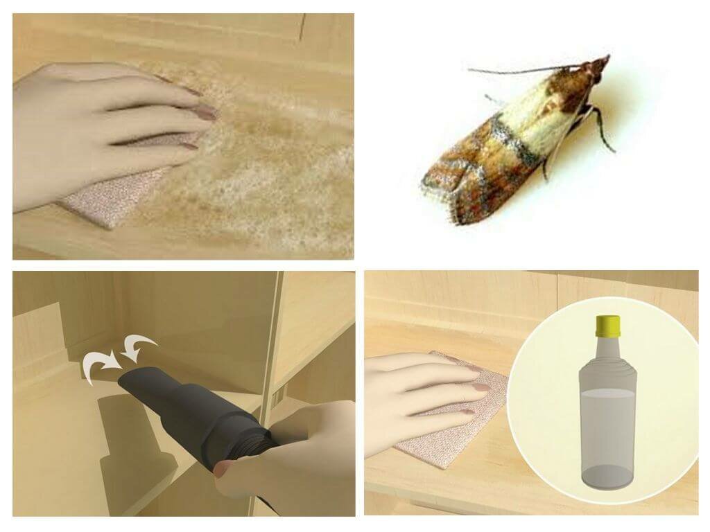 Как избавиться от моли подручными средствами