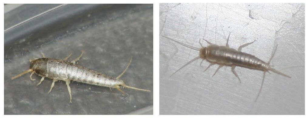 Уничтожение чешуйниц