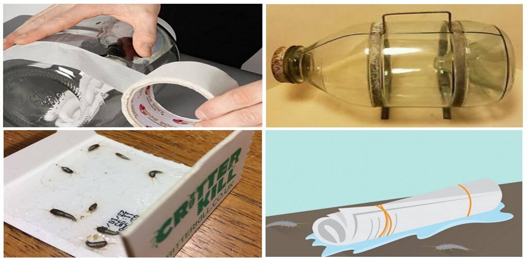 Как выводить чешуйниц из квартиры