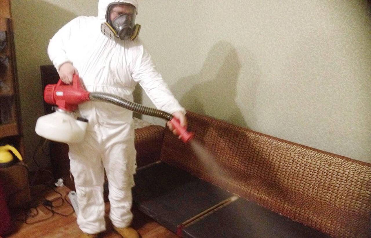 Блохи в квартире: что делать и как избавиться