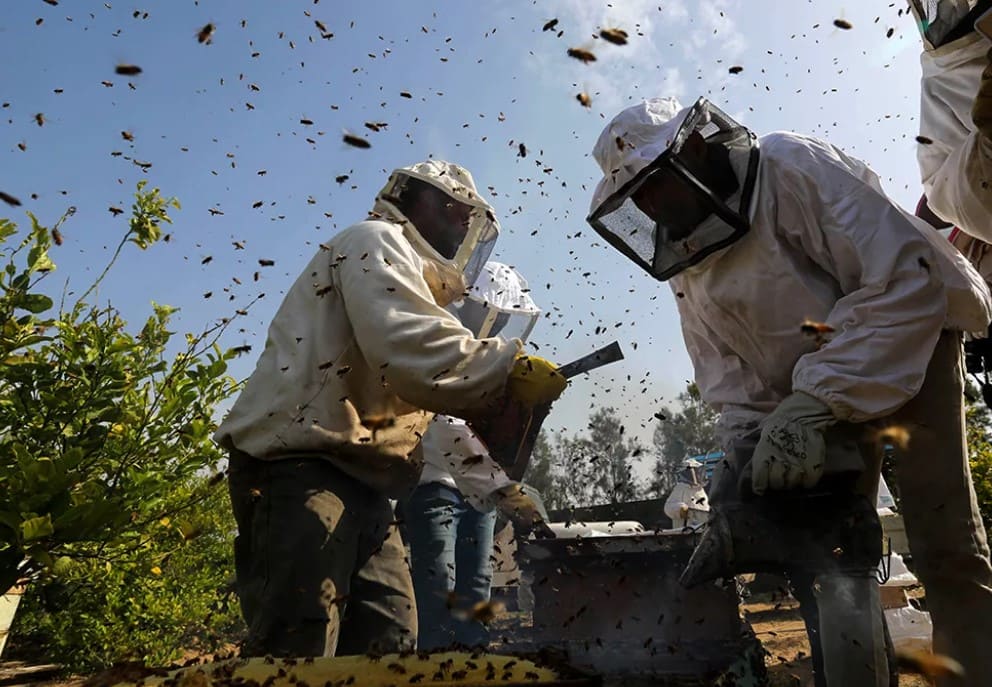 Самодельные ловушки, подручные средства или профессиональная помощь при избавлении от ос в частном доме