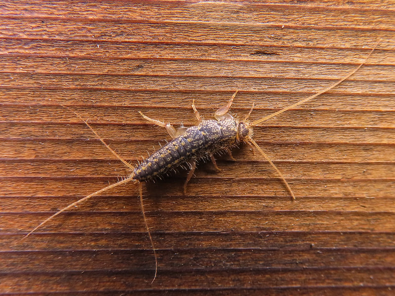 Избавление от чешуйницы: спасаем офисные документы