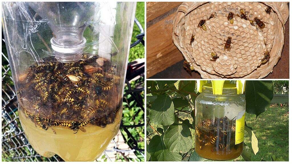 Самодельные ловушки, подручные средства или профессиональная помощь при избавлении от ос в частном доме