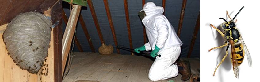 Как избавиться от осиного гнезда в доме