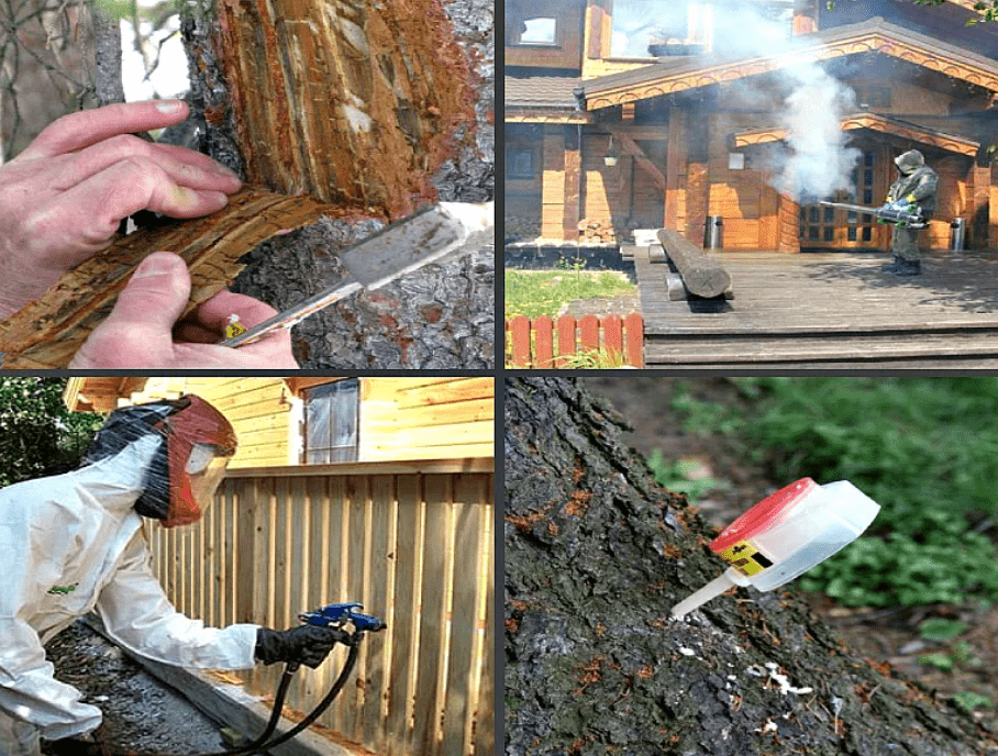 Как избавиться от жуков-древоточцев в деревянном доме