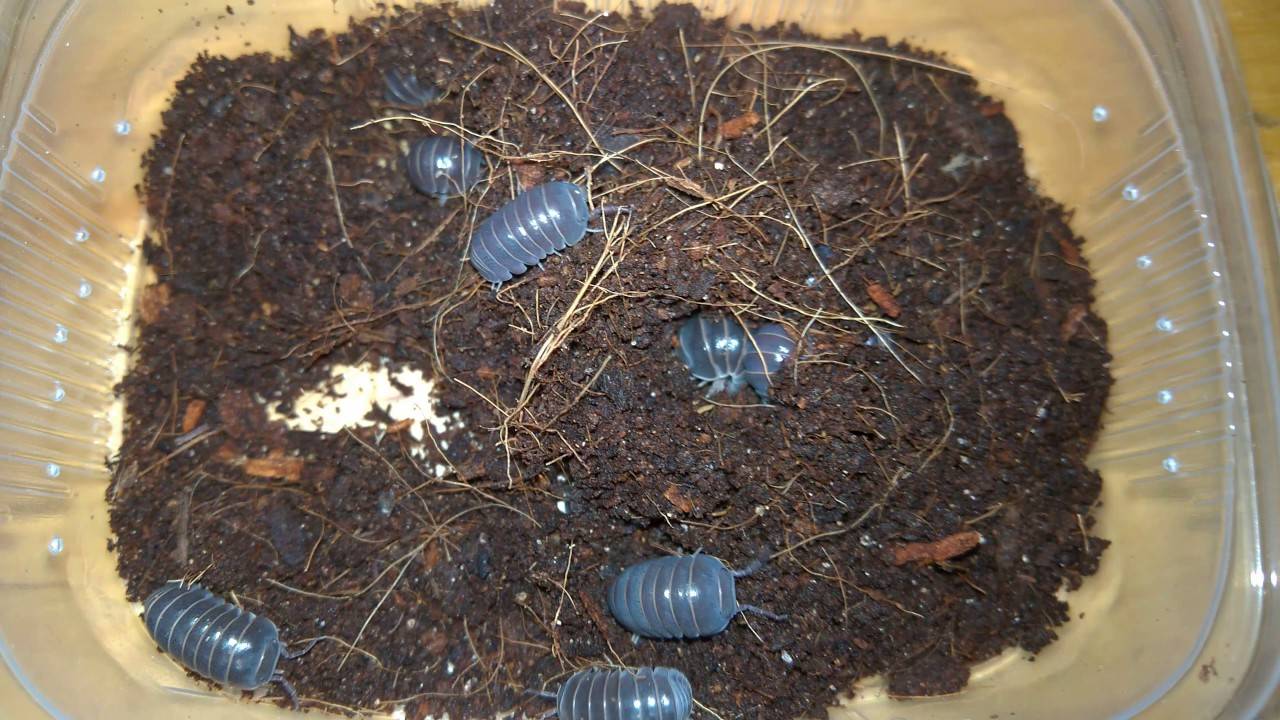 Мокрицы: ареал обитания, особенности жизнедеятельности, опасность для человека