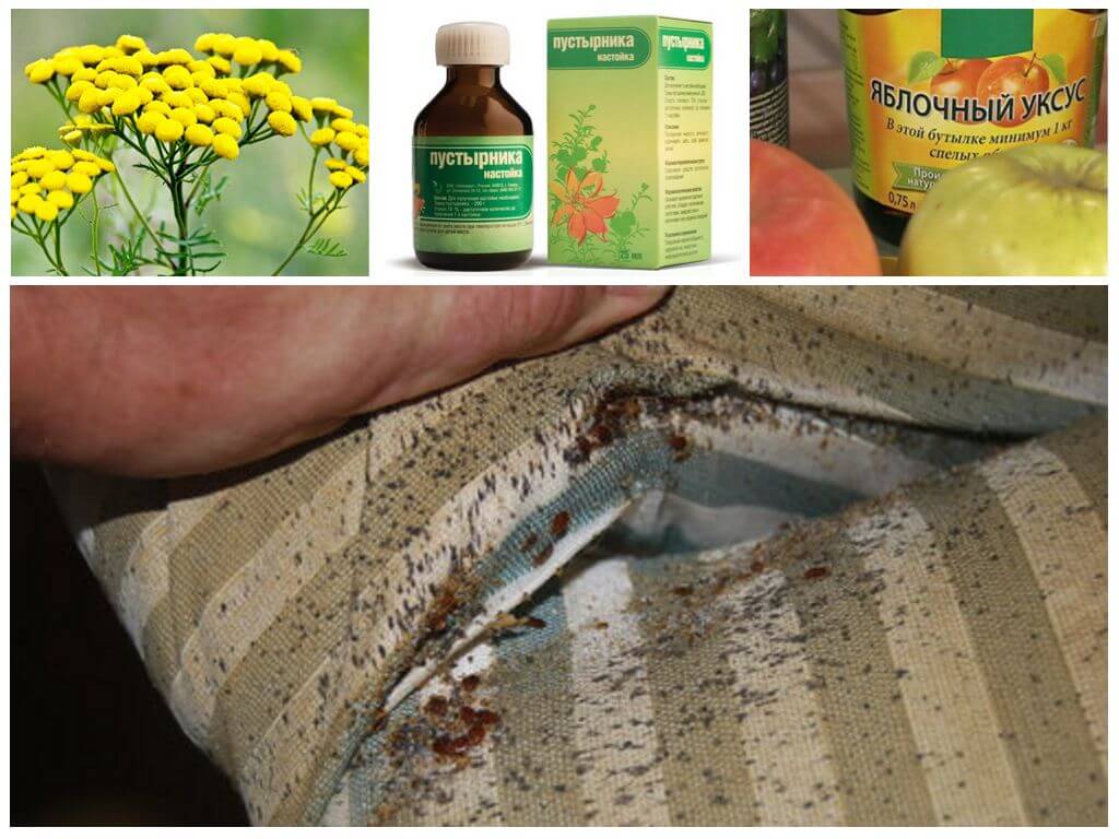 Как своими средствами избавиться от клопов