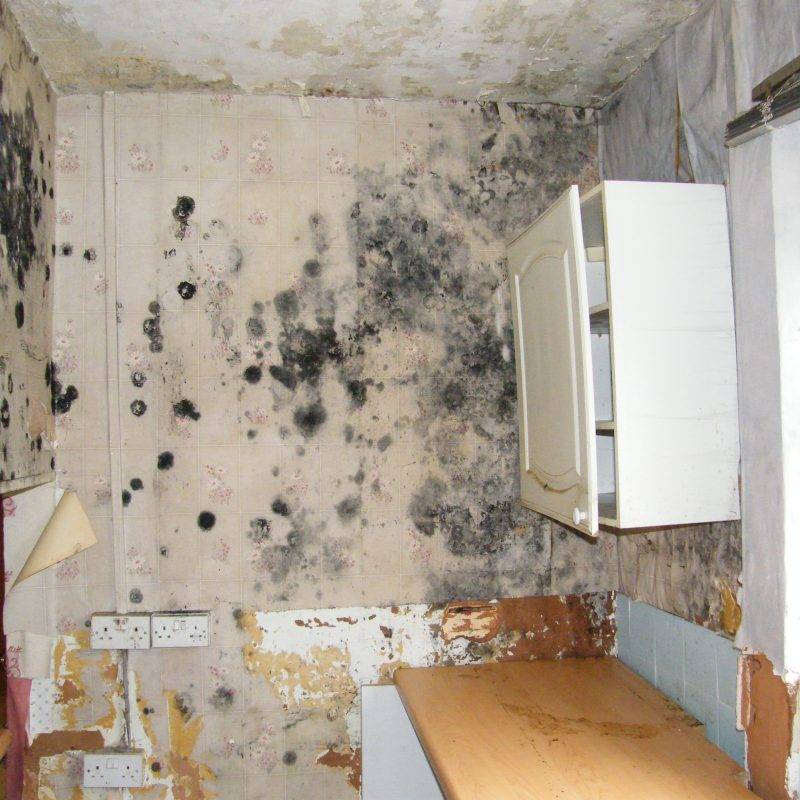 Чем опасна плесень и как от нее избавиться