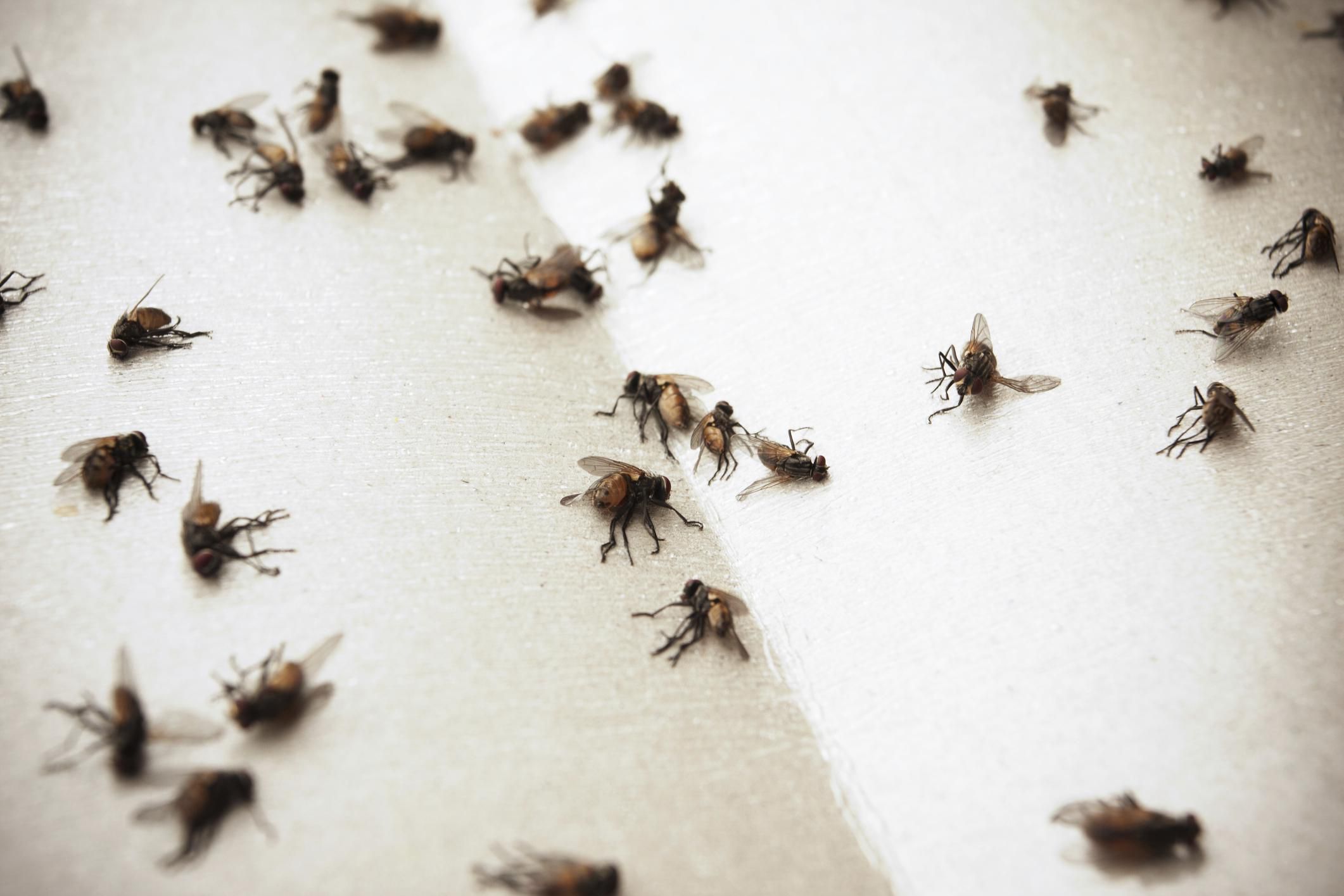 Уничтожение мух