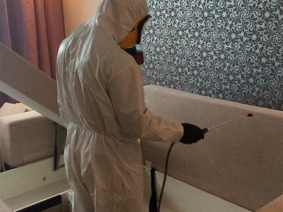 Разновидности домашней моли