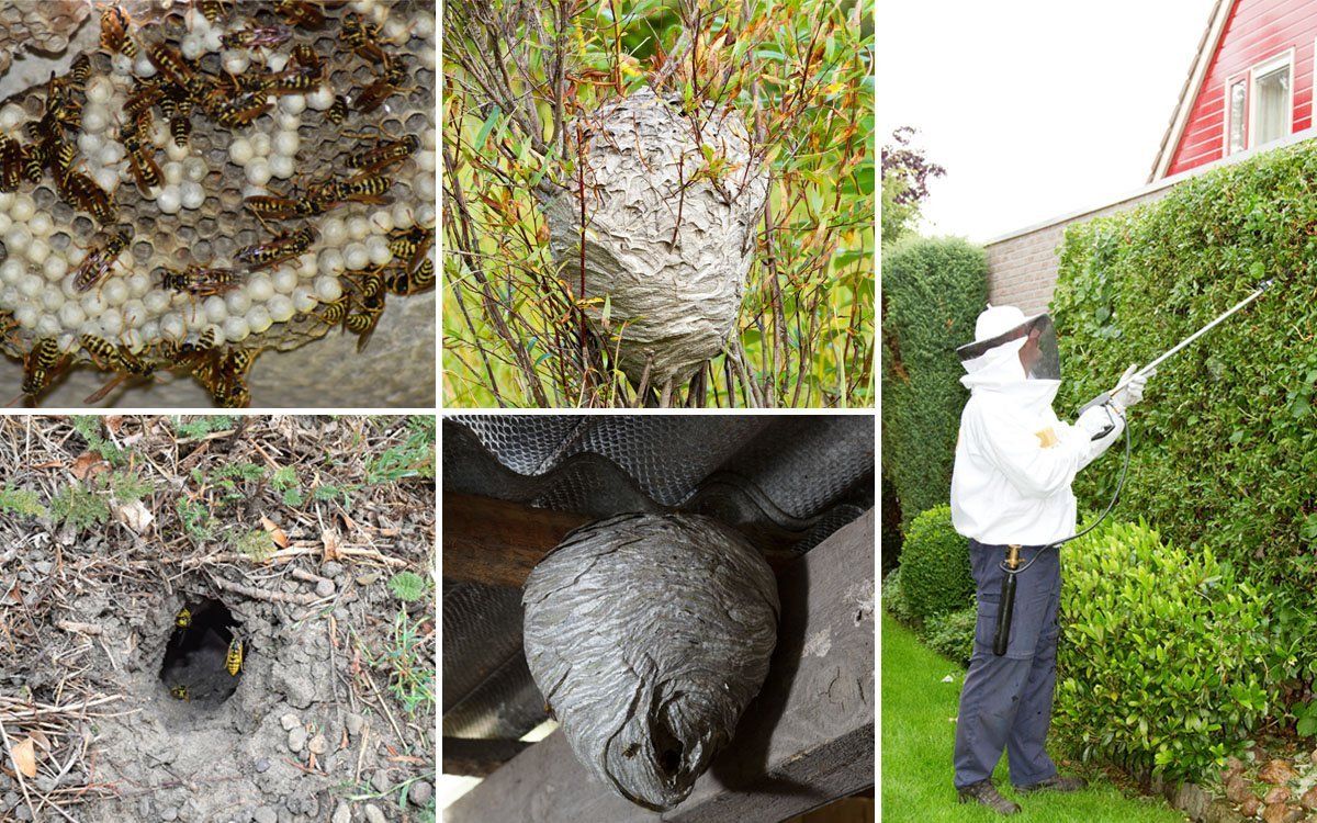 Как избавиться от диких пчел в частном доме