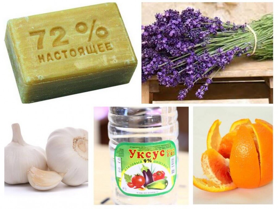 Как уберечься от моли: 10 народных советов