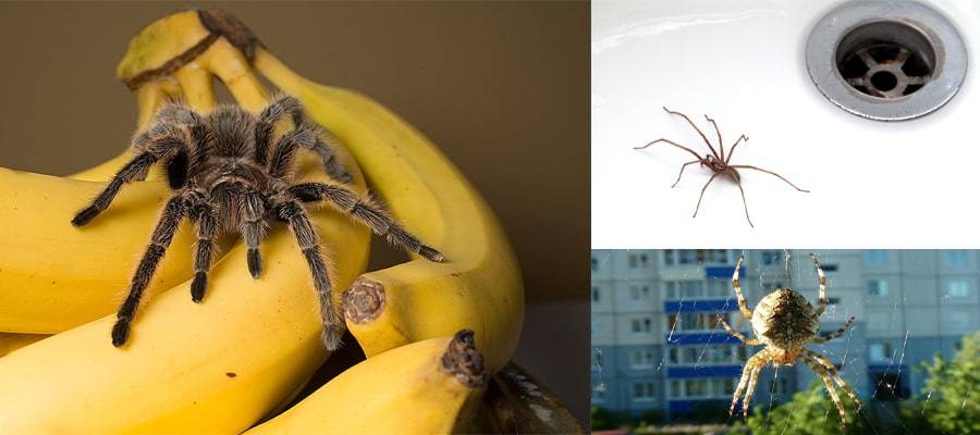 Уничтожение пауков