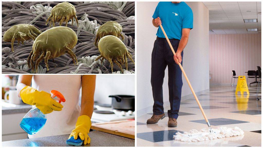 Пылевые клещи и советы по их истреблению