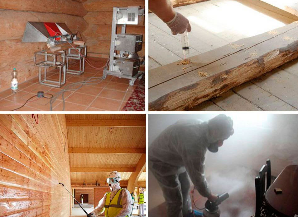 Борьба с древоточцем: способы и методы