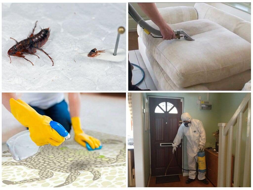 Блохи: внешний вид, опасность и методы борьбы