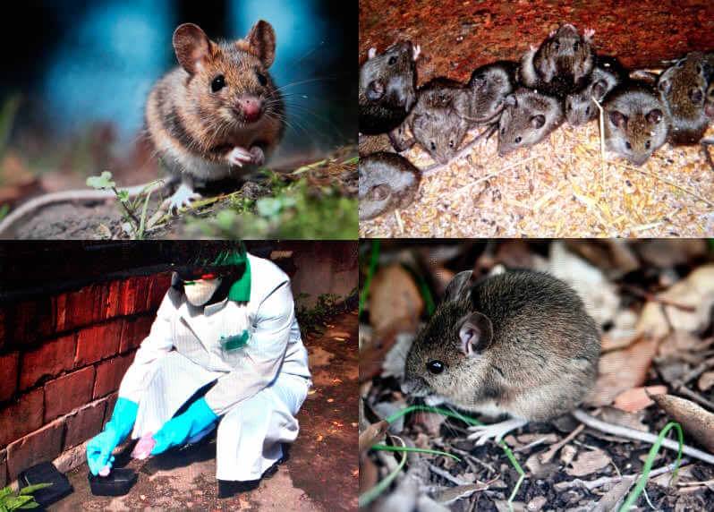 Как избавиться от крыс на даче