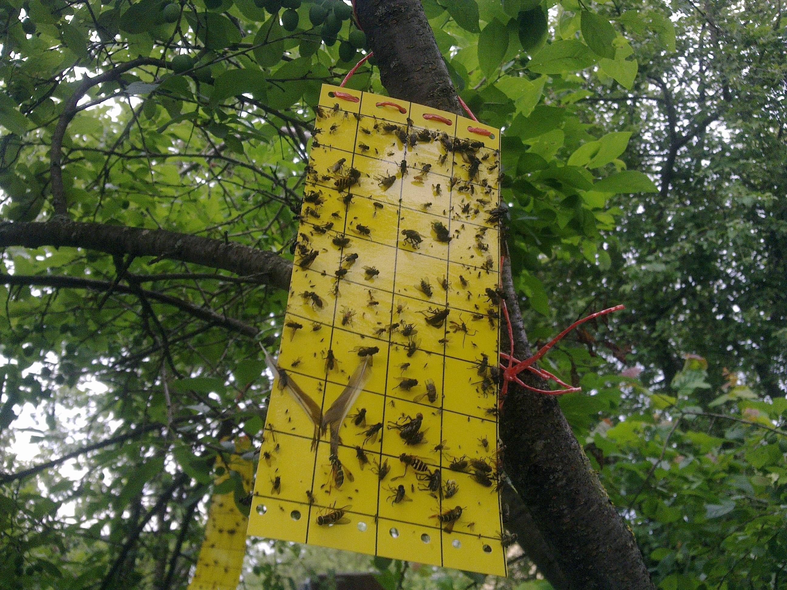 Самодельные ловушки, подручные средства или профессиональная помощь при избавлении от ос в частном доме