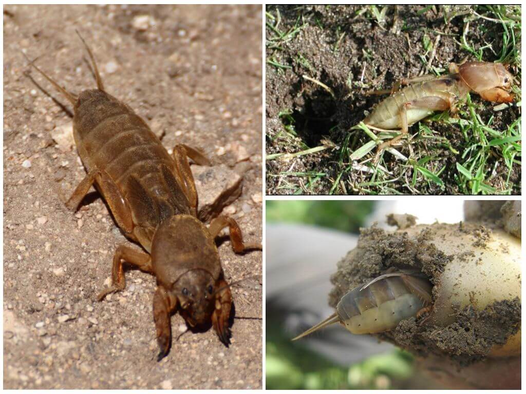 Уничтожение медведки