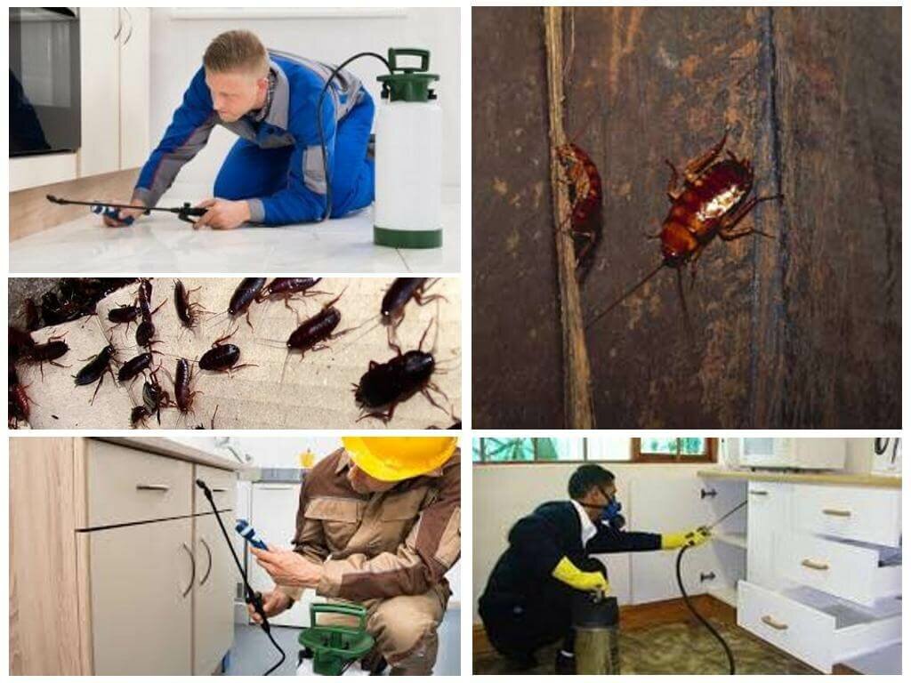 Черный таракан: ареал обитания, особенности жизнедеятельности, опасность для человека