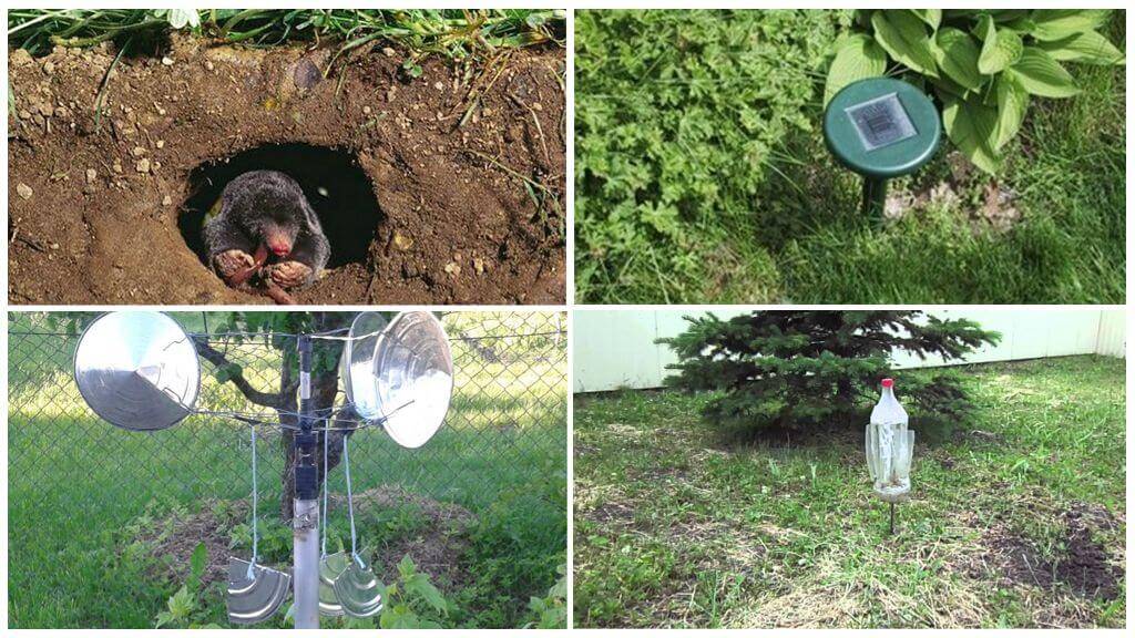 Как избавиться от кротов в огороде