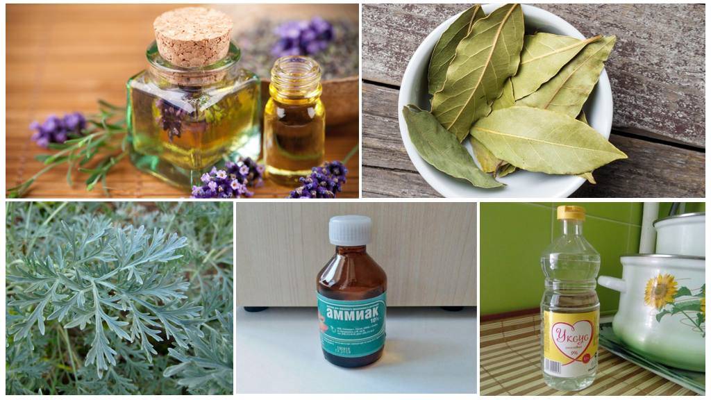 Народные средства борьбы с тараканами в домашних условиях