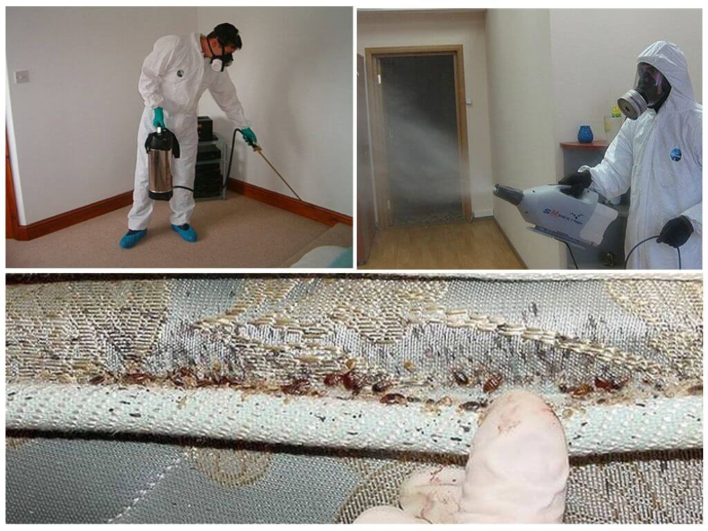 Алгоритм дезинсекции квартиры при борьбе с клопами