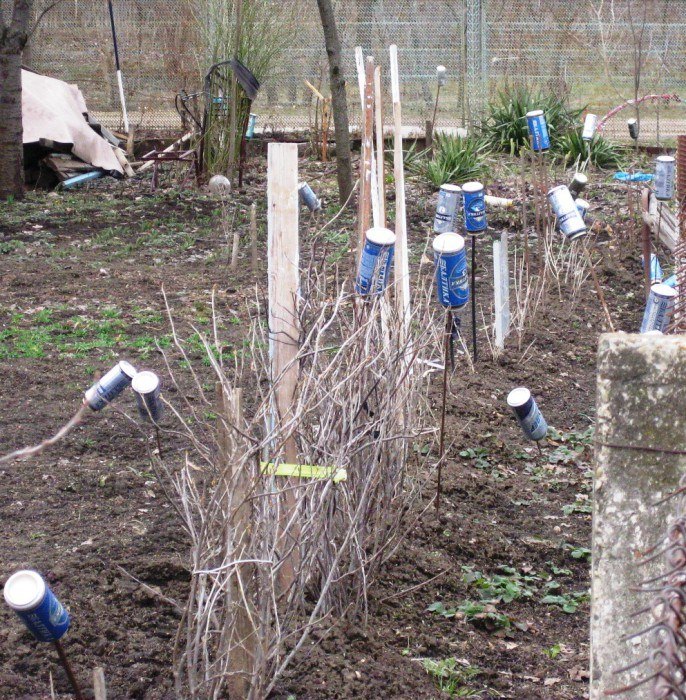 Как избавиться от грызунов в огороде