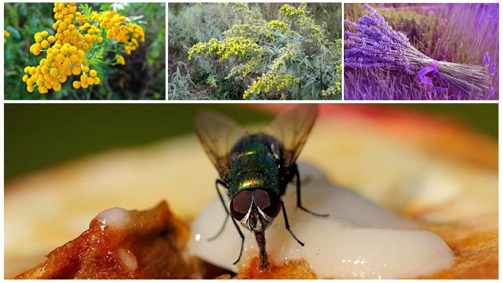 Избавляемся от нашествия мух: несколько простых советов