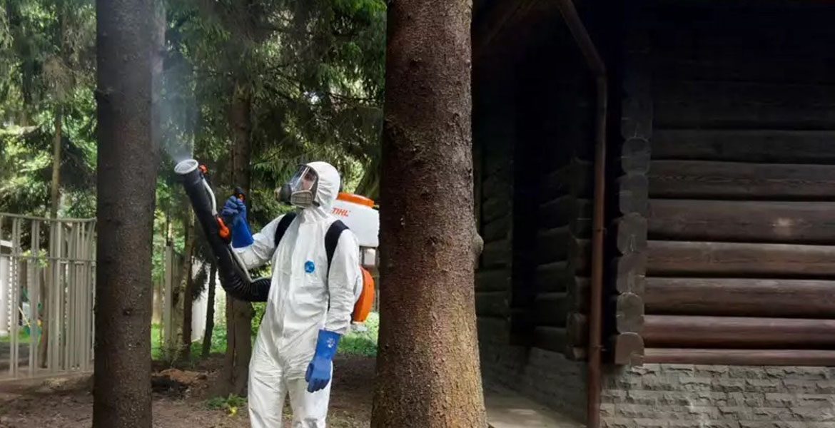 Как выглядят короеды: внешний вид, ареал обитания, поведение