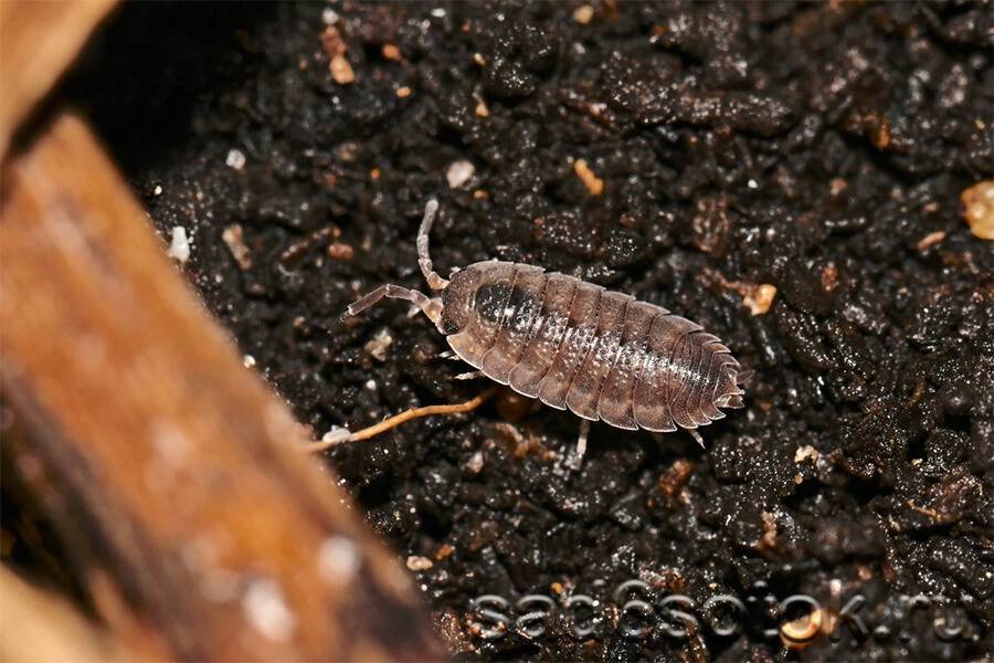 Мокрицы в офисе: как избавиться