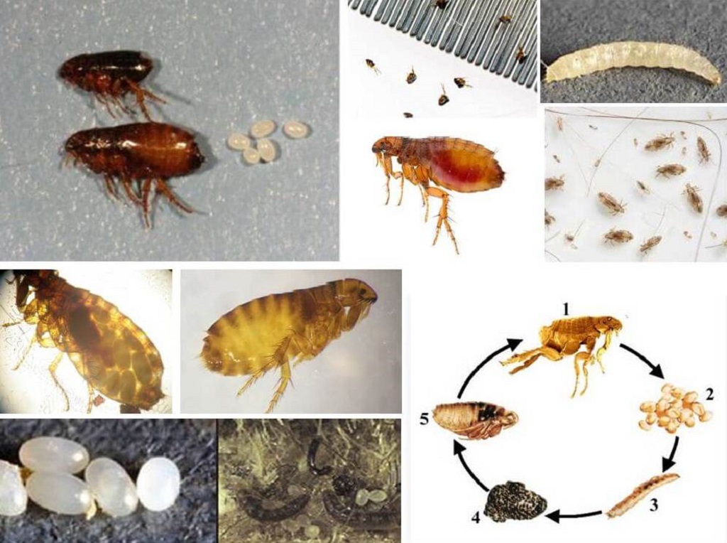 Как избавиться от земляных блох в частном доме