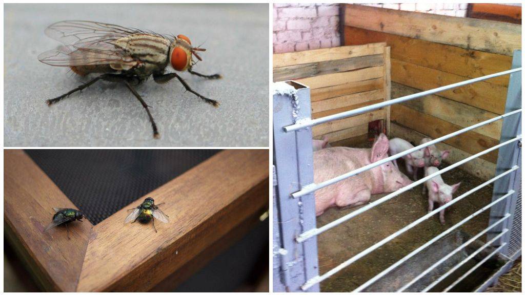 Как избавиться от мух в частном доме