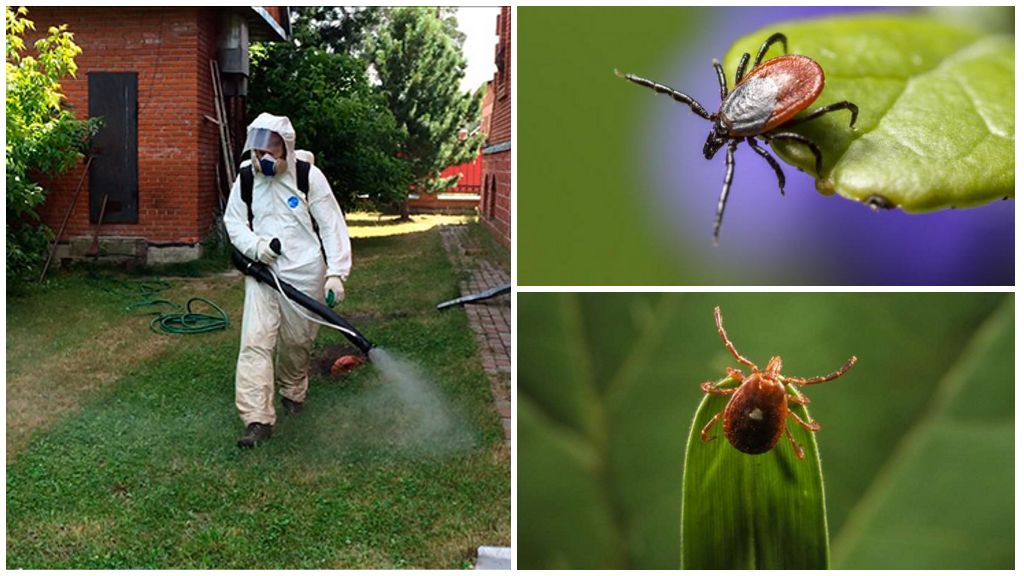 Борьба с клещами на участке