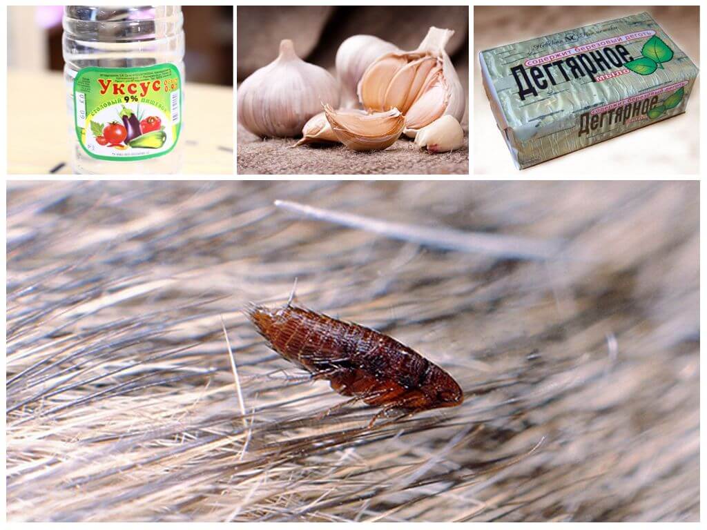 Как эффективно вывести блох