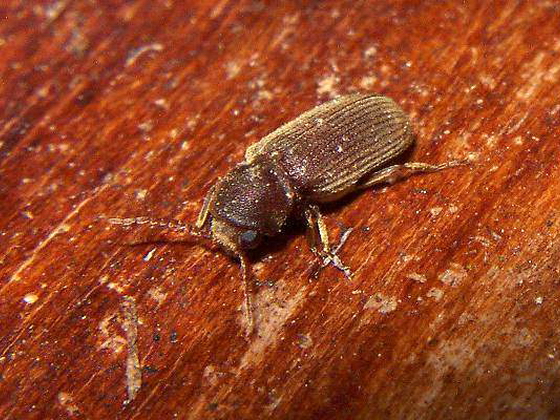 Древоточец в офисной мебели: как избавиться