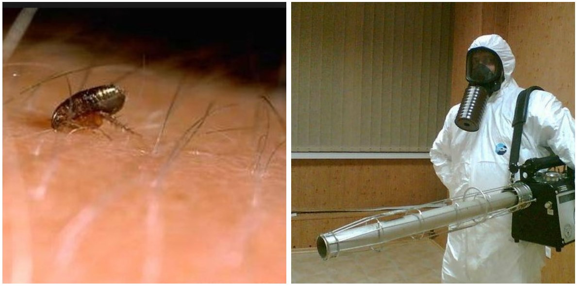 Как избавиться от земляных блох в частном доме