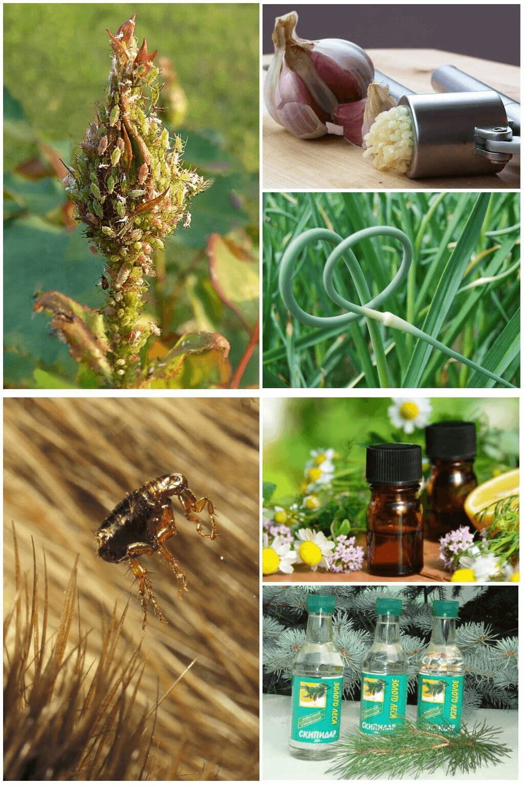 Как эффективно вывести блох