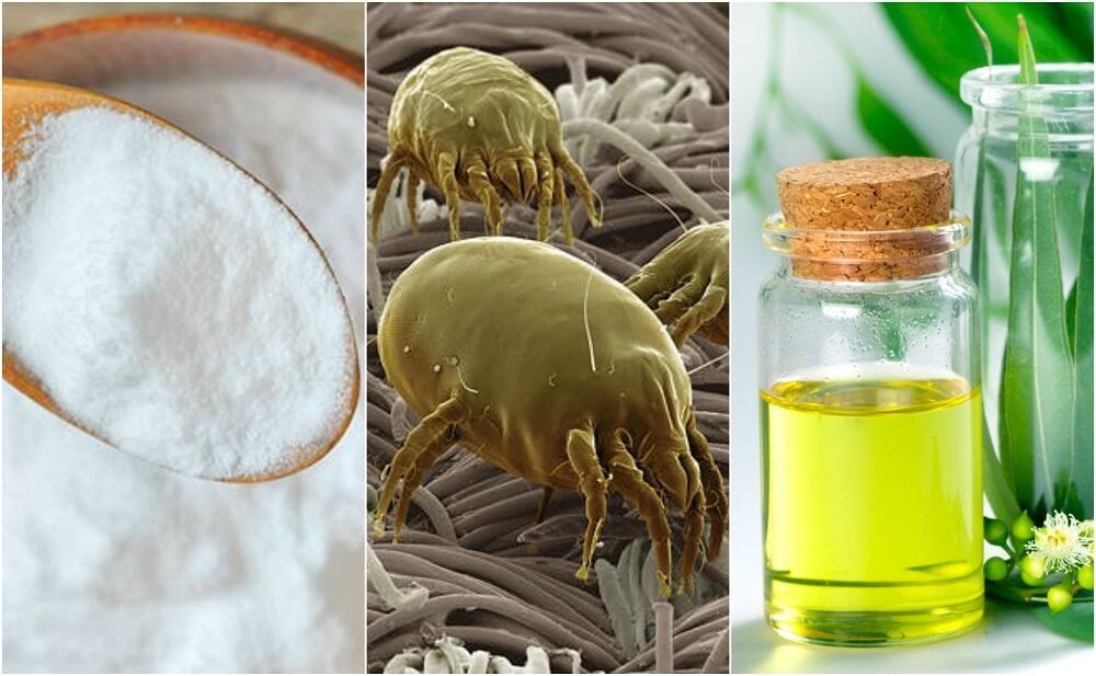 Пылевые клещи и советы по их истреблению