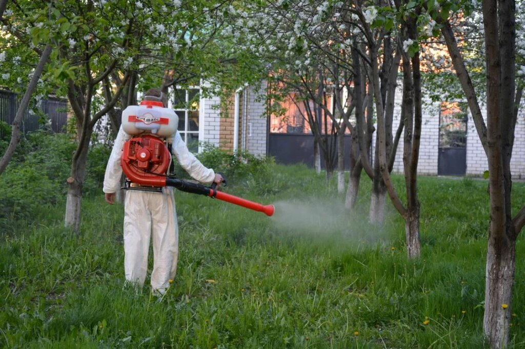 Клещи на дачном участке: меры профилактики и уничтожения насекомых
