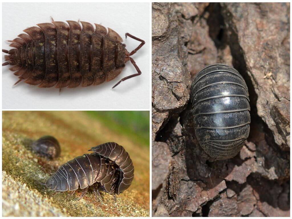 Уничтожение мокриц