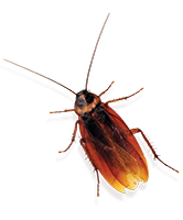 Уничтожение тараканов